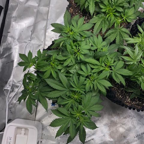 Romulan #4 growlog timeline photo