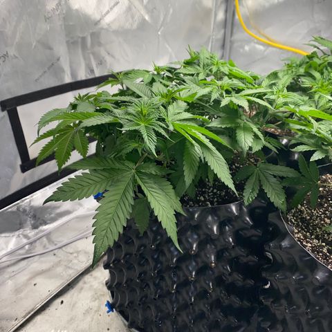 Romulan #4 growlog timeline photo