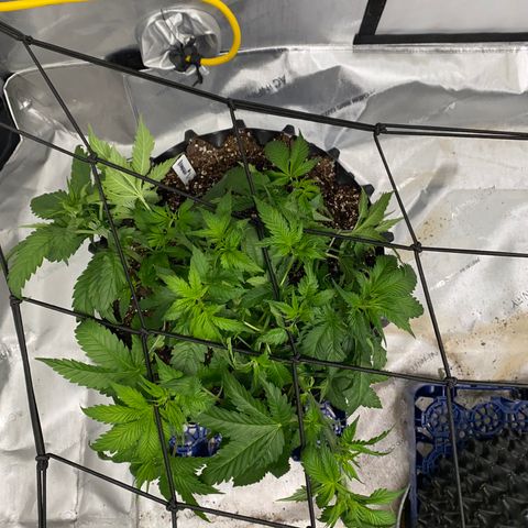 Romulan #1 growlog timeline photo
