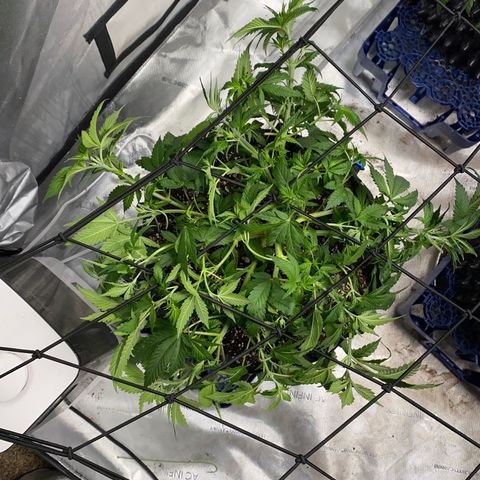 Romulan #4 growlog timeline photo