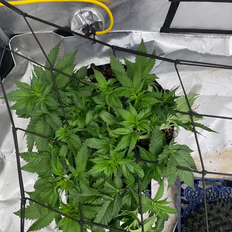 Romulan #1 growlog timeline photo