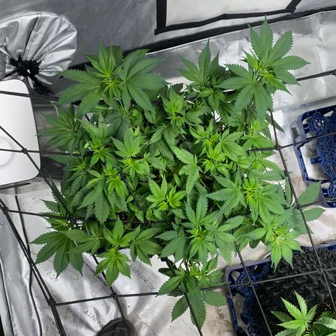 Romulan #4 growlog timeline photo