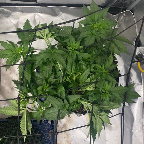 Romulan #1 growlog timeline photo