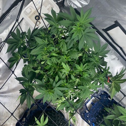 Romulan #4 growlog timeline photo