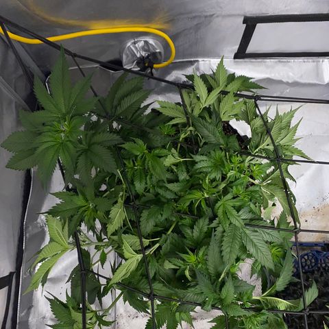 Romulan #1 growlog timeline photo
