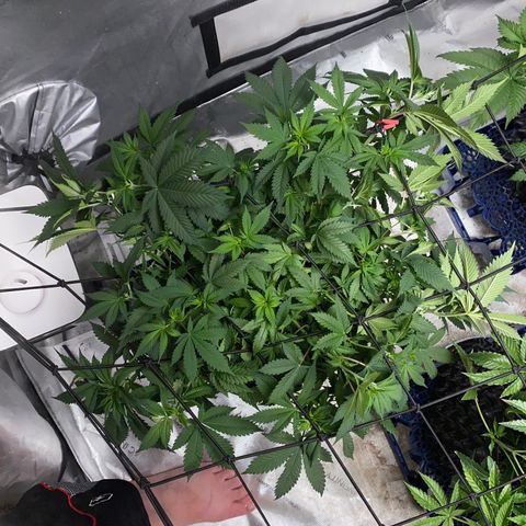 Romulan #4 growlog timeline photo