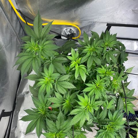 Romulan #1 growlog timeline photo