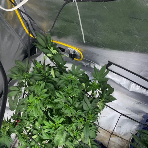 Romulan #1 growlog timeline photo