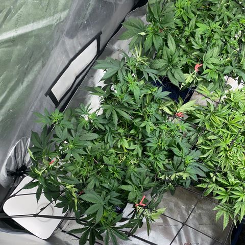 Romulan #4 growlog timeline photo