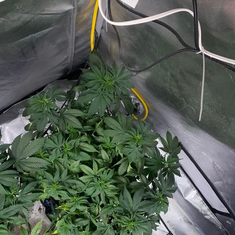 Romulan #1 growlog timeline photo