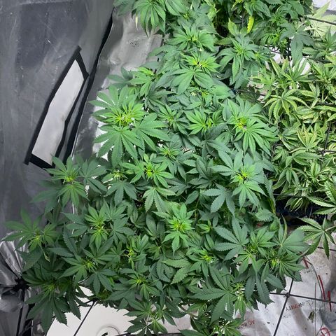 Romulan #4 growlog timeline photo