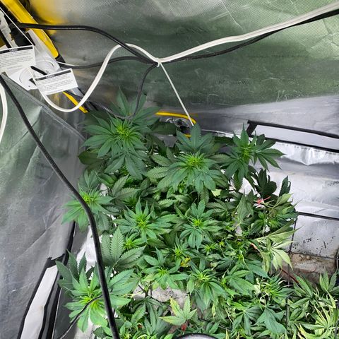 Romulan #1 growlog timeline photo