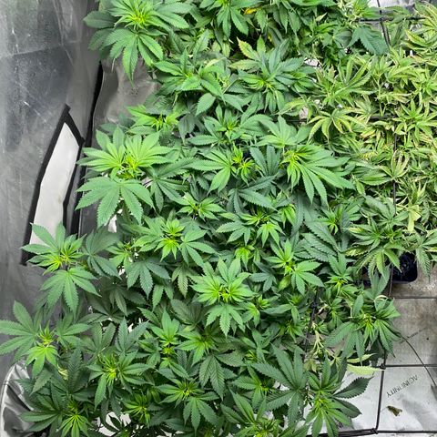 Romulan #4 growlog timeline photo