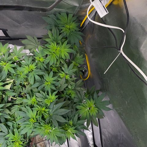 Romulan #1 growlog timeline photo