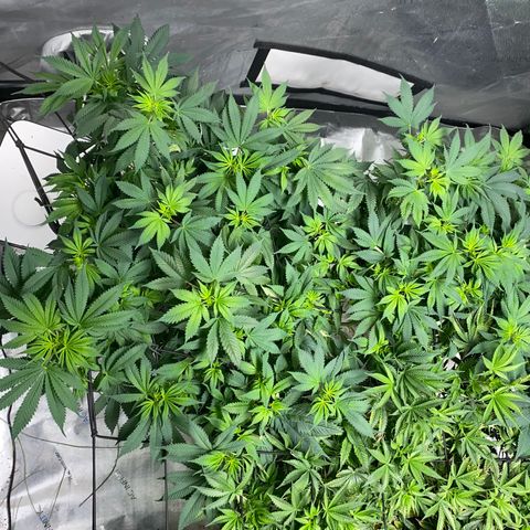 Romulan #4 growlog timeline photo