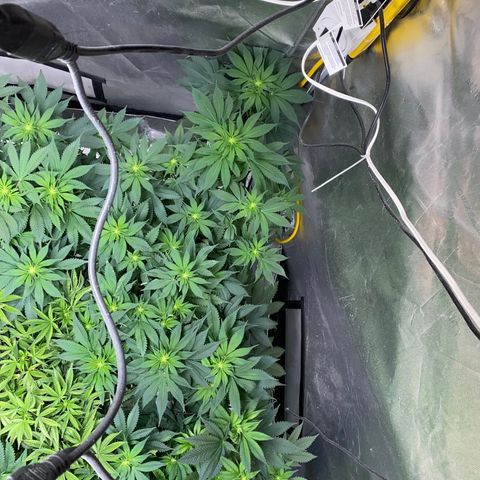 Romulan #1 growlog timeline photo