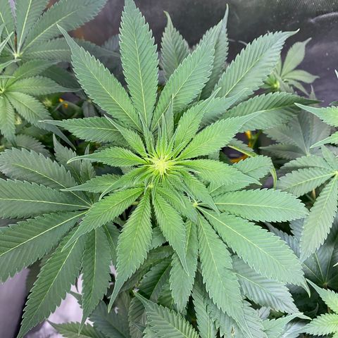 Romulan #1 growlog timeline photo