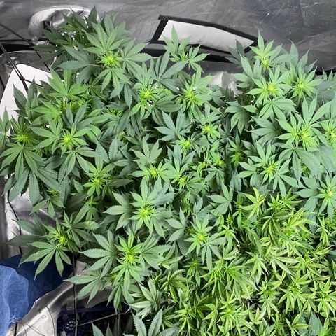 Romulan #4 growlog timeline photo