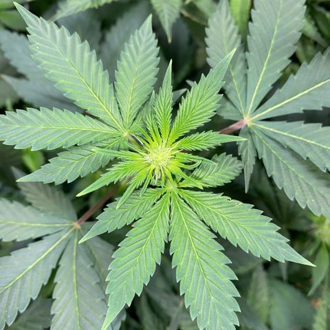 Romulan #4 growlog timeline photo