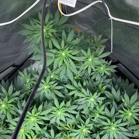 Romulan #1 growlog timeline photo