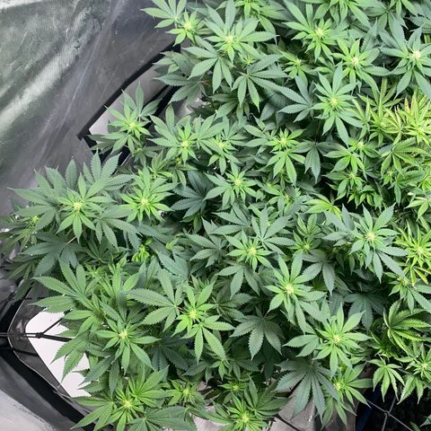 Romulan #4 growlog timeline photo