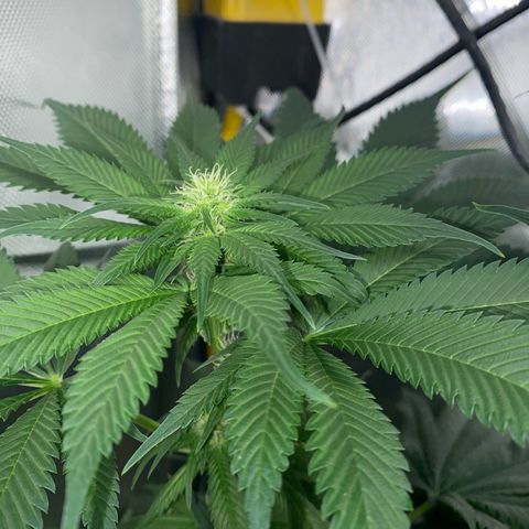 Romulan #1 growlog timeline photo