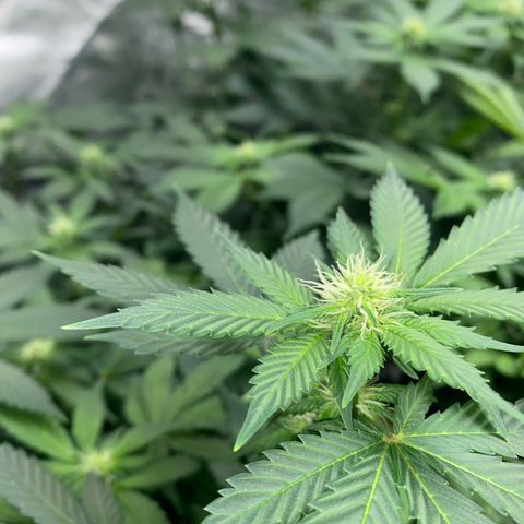 Romulan #4 growlog timeline photo