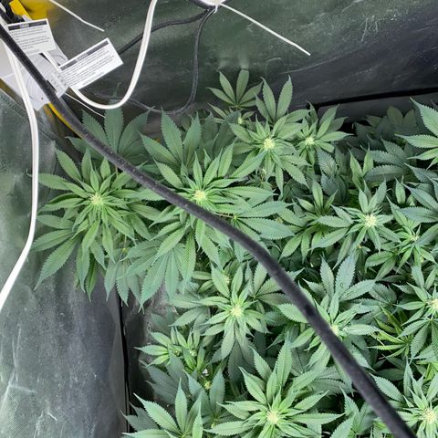 Romulan #1 growlog timeline photo
