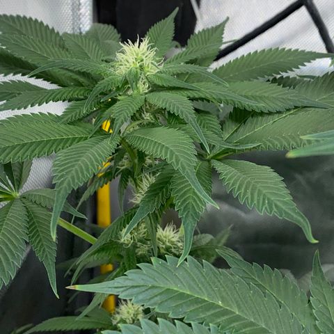 Romulan #1 growlog timeline photo