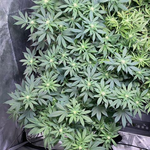 Romulan #4 growlog timeline photo