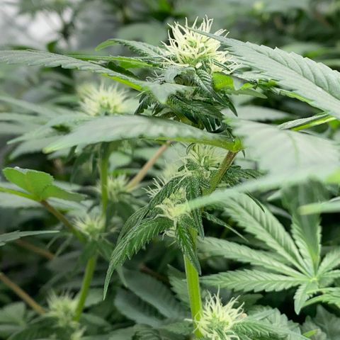 Romulan #4 growlog timeline photo