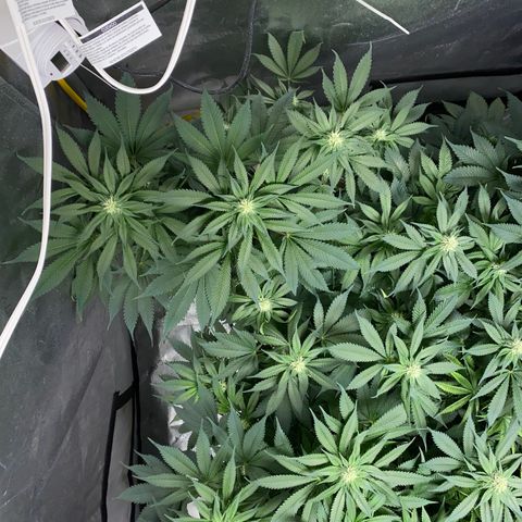 Romulan #1 growlog timeline photo