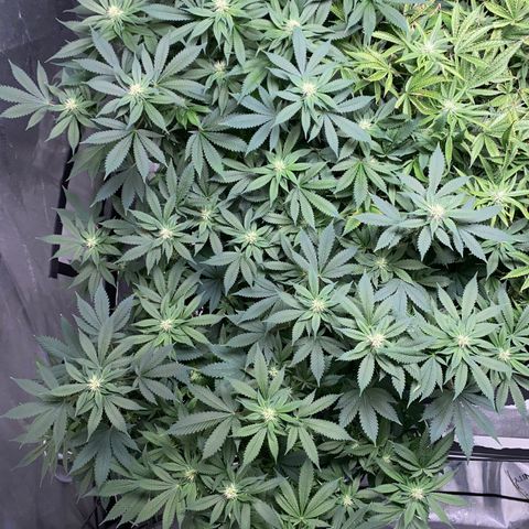 Romulan #4 growlog timeline photo