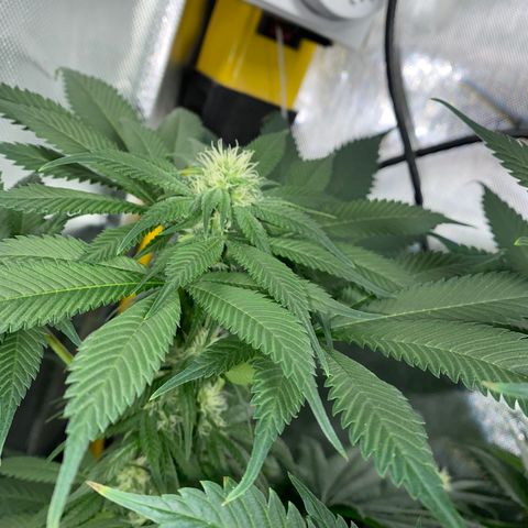 Romulan #1 growlog timeline photo