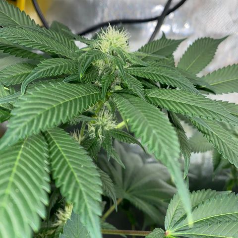 Romulan #1 growlog timeline photo