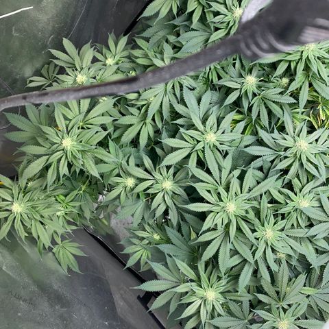 Romulan #1 growlog timeline photo