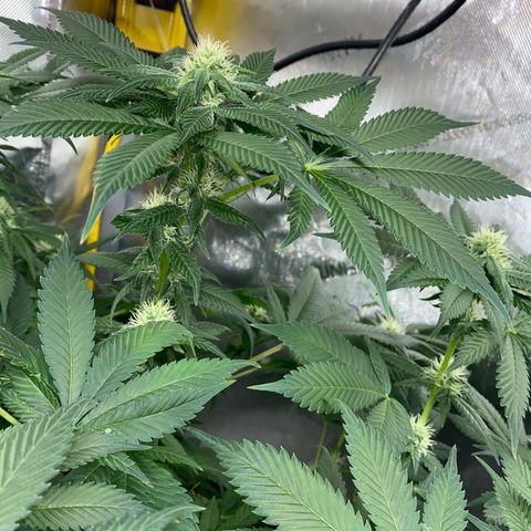 Romulan #1 growlog timeline photo
