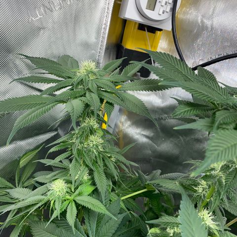 Romulan #1 growlog timeline photo