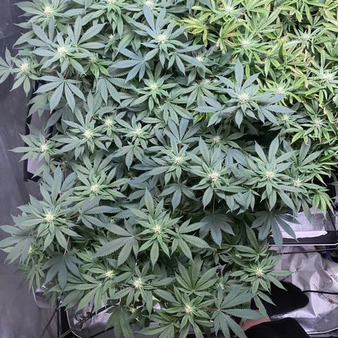 Romulan #4 growlog timeline photo