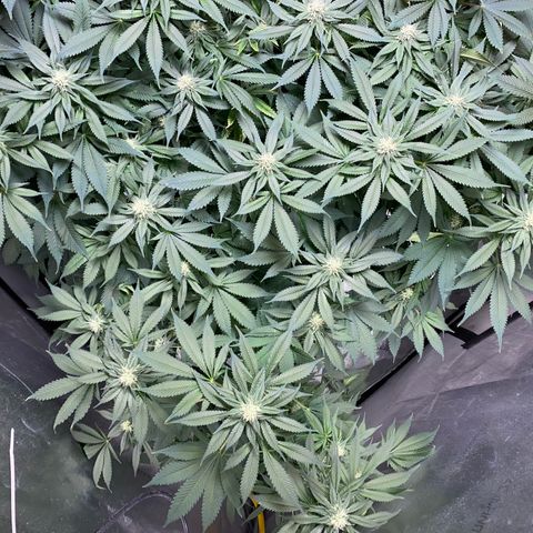 Romulan #1 growlog timeline photo