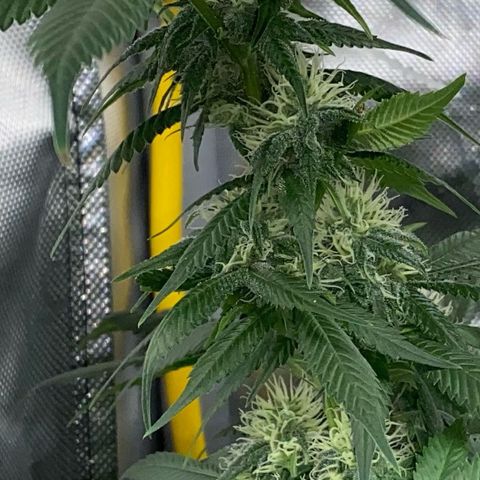 Romulan #1 growlog timeline photo