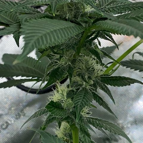 Romulan #1 growlog timeline photo