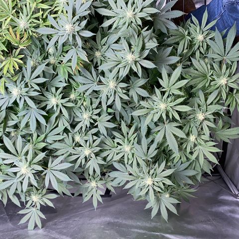 Romulan #4 growlog timeline photo
