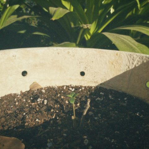 Neemo #2 🚗🐋 growlog timeline photo