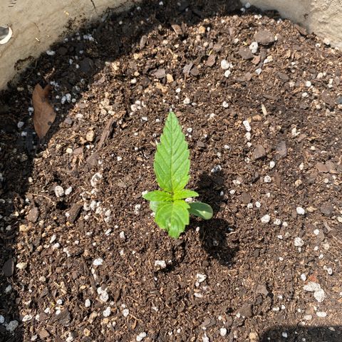 Neemo #2 🚗🐋 growlog timeline photo