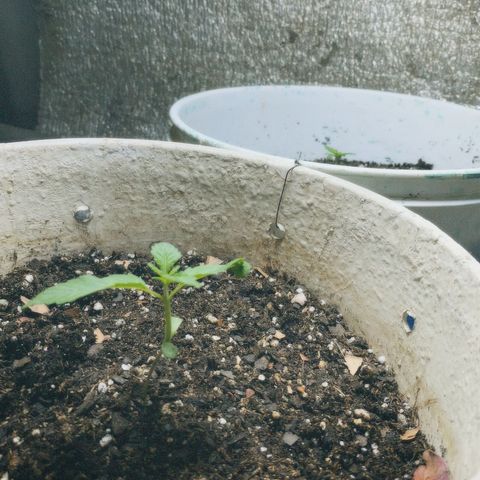 Neemo #2 🚗🐋 growlog timeline photo