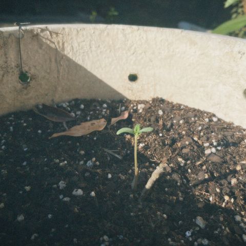 Neemo #2 🚗🐋 growlog timeline photo