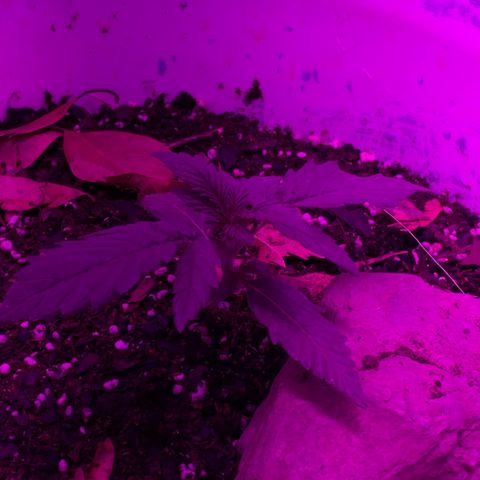 Neemo #2 🚗🐋 growlog photo: Aplicación 1 de TopVeg