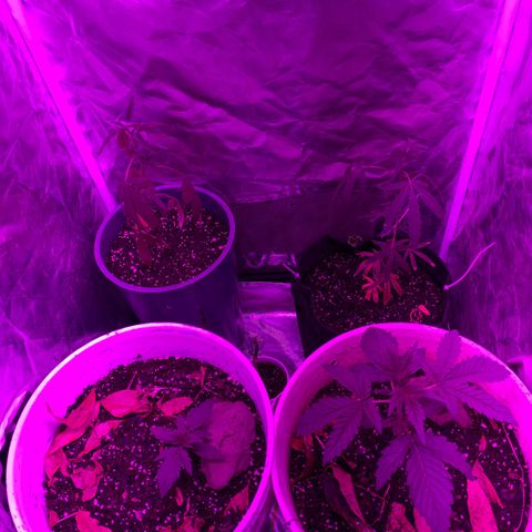 Neemo #2 🚗🐋 growlog photo: Aplicación 1 de TopVeg