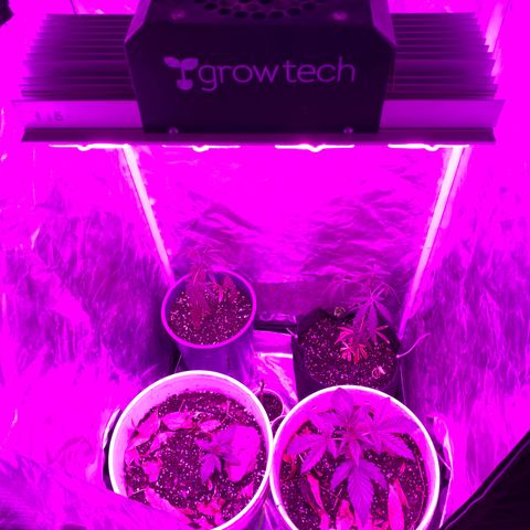 Neemo #2 🚗🐋 growlog photo: Aplicación 1 de TopVeg